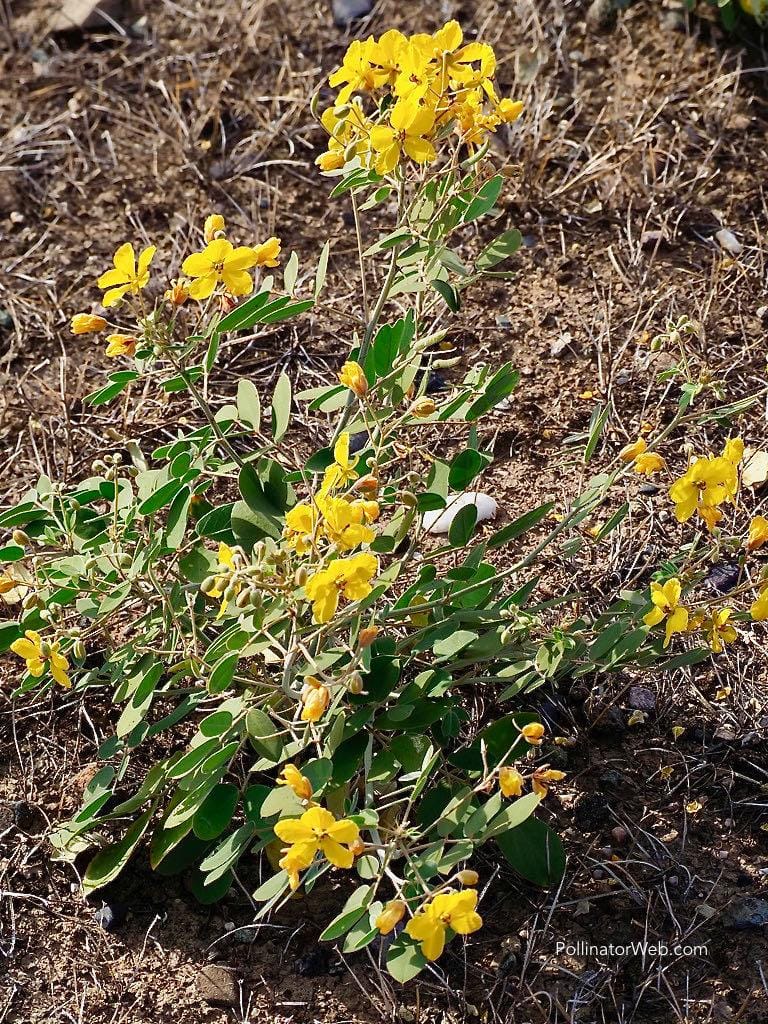 Desert Senna Pollinator Web