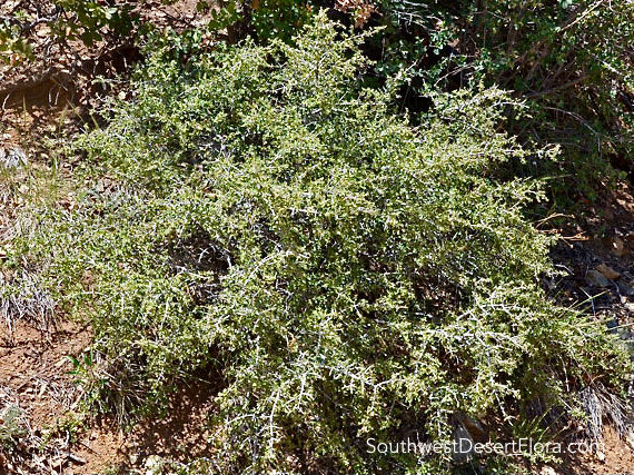 Desert Ceanothus: Standard Plant Tag - Pollinator Web