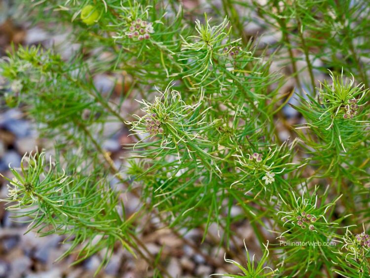 Pineleaf Milkweed: Standard Plant Tag