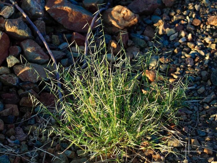 Grama Grass: Standard Plant Tag