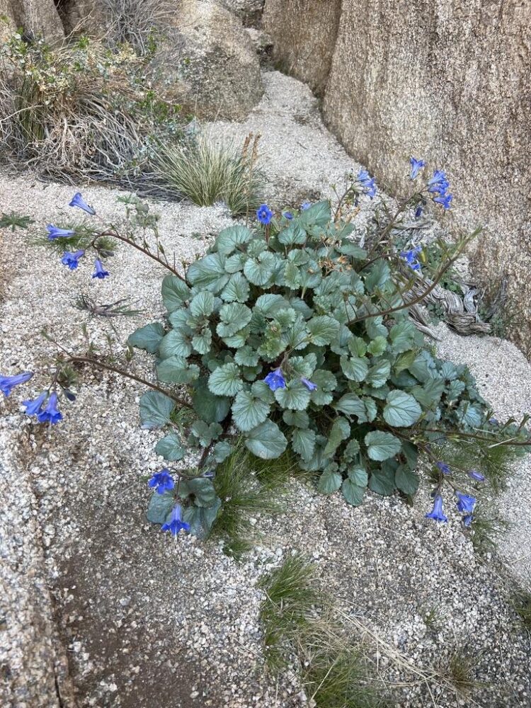 Desert Bluebells