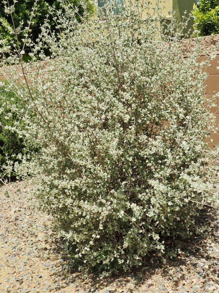 money tree near me plant Money Tree for Sale - Easy to Maintain House Plant - 1 Gallon