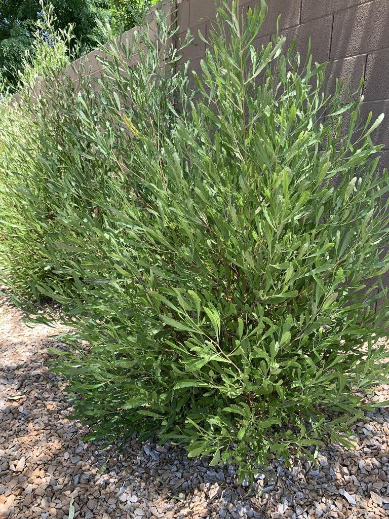 amyris plant Amyris Essential Oil