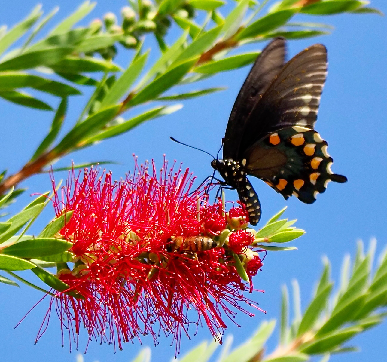 Bottlebrush: Standard Plant Tag - Pollinator Web