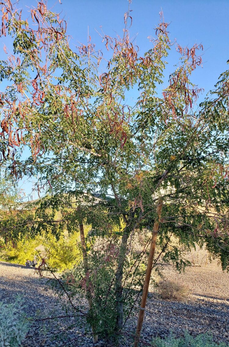 Cascalote: Standard Plant Tag