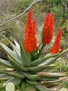 aloe vera cream hair LEAVE-IN CONDITIONER CREAM- Anti Hair Loss treatment -with Aloe vera,