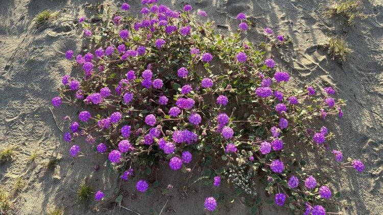 Sandpaper Verbena: Standard Plant Tag