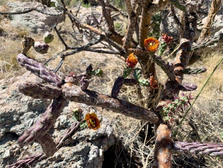 Staghorn Cholla: Standard Plant Tag