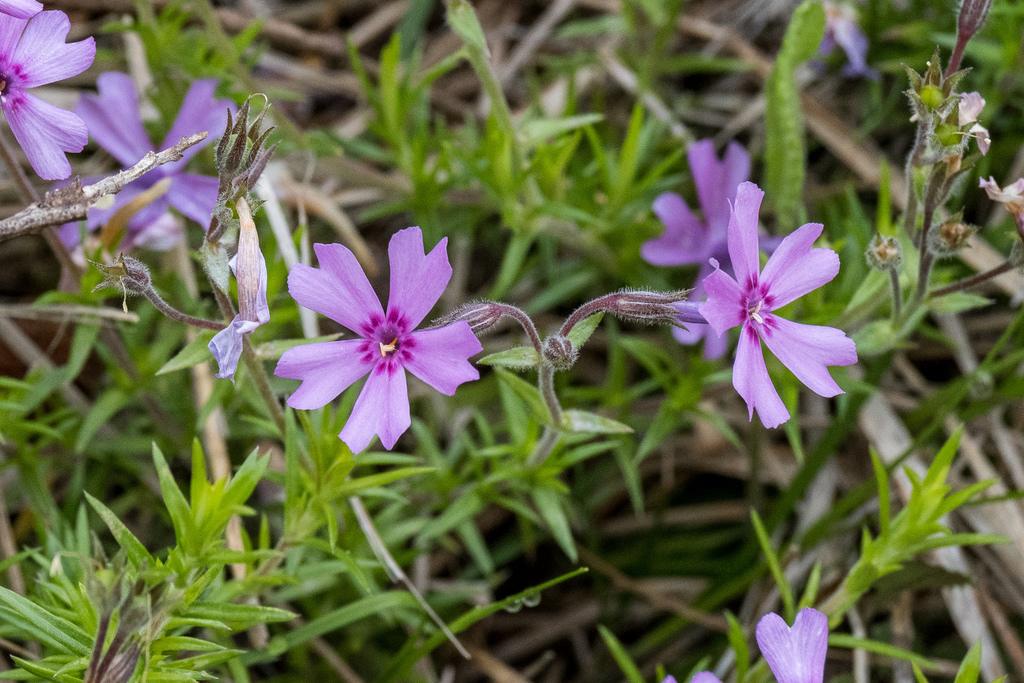 Moss Phlox | PollinatorWeb